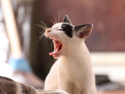 Kočky a blechy: Jak zvládnout alergickou reakci
