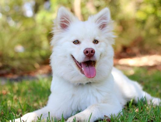 Lymeská borelióza u psů: pozor na kulhání, problémy s klouby a ledvinami
