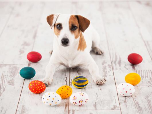 9 nástrah, které o Velikonocích číhají na vašeho psa a kočku