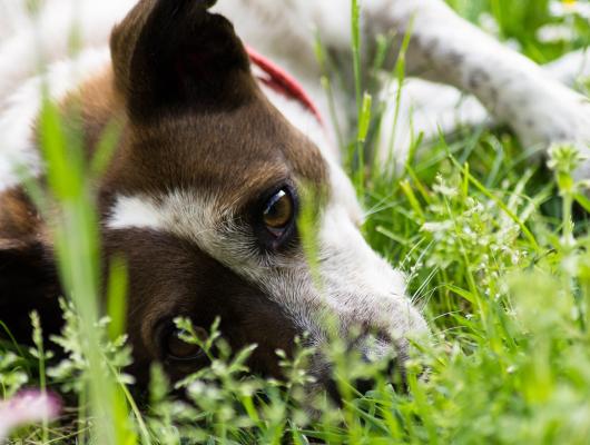 7 znamení, že je váš pes alergik