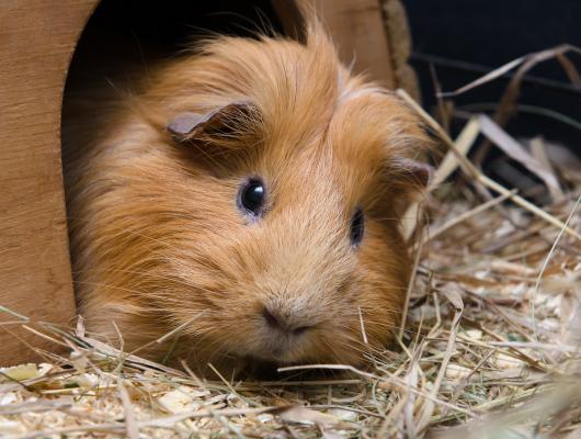 Správná podestýlka pro morče? Na noviny a piliny zapomeňte