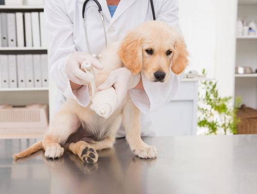 Zlomeniny kostí u psů a koček: bolestivý stav, který je potřeba rychle řešit