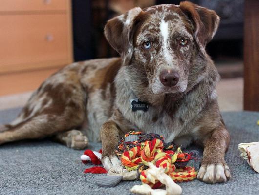 Pes v důchodu: počítejte s velkými změnami v chování, 2. část