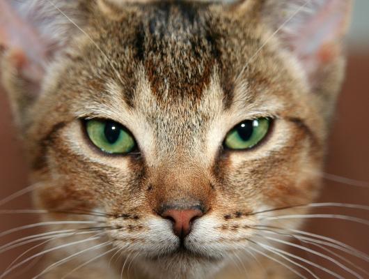 Zoonózy útočí: 10 nepostradatelných hygienických návyků, když máte doma mazlíčka