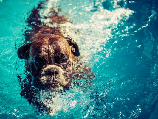 7 druhů vod, které mohou psa přiotrávit. Patří sem vody z kaluží i bazénu