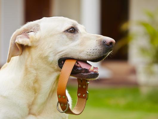 5 dovedností inteligentního psa. Je ten váš lepší než ostatní?
