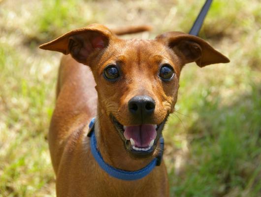 Paměť vašeho psa: zjistěte, jak je na tom pomocí jednoduchého testu