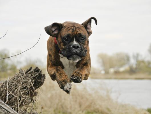 Když psa bolí srdce: nebezpečná dilatační kardiomyopatie je nemoc na celý život