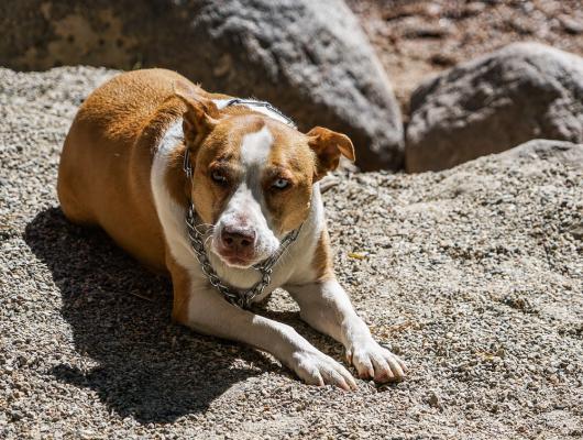 Častá onemocnění starších psů: 19 chorob a jak je poznáte