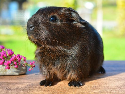 Morče jako domácí mazlíček: 3 zásadní zdravotní fakta, která byste měli znát