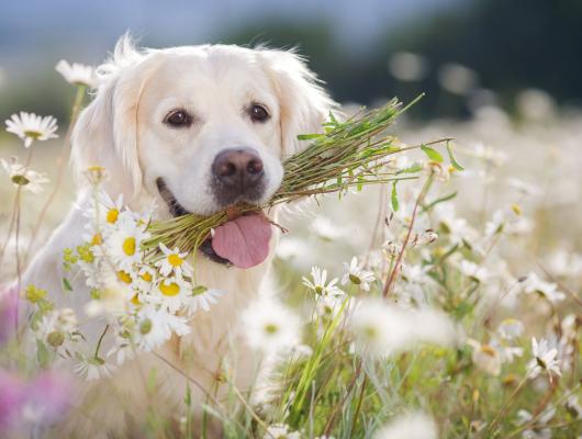 20 nebezpečí, která na jaře číhají na vašeho mazlíčka, 1. část