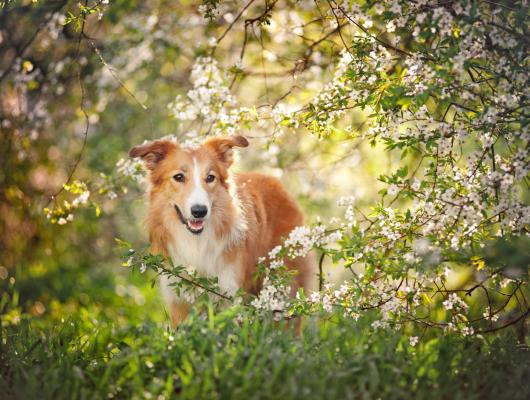 20 nebezpečí, která na jaře číhají na vašeho mazlíčka, 2. část