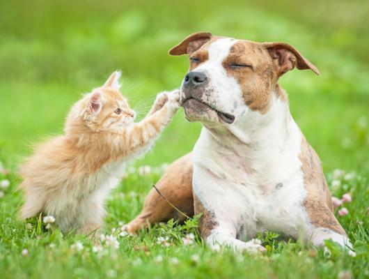 Alergie útočí: 7 signálů, které byste u psa a kočky rozhodně neměli přehlédnout