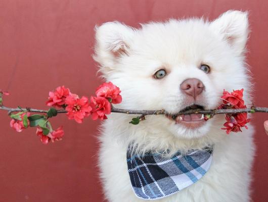 Máme doma štěně: 6 (zlo)zvyků, které by vás neměly překvapit