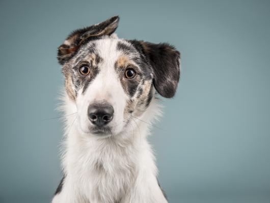 10 nejzlatějších psích plemen, která si zamilujete