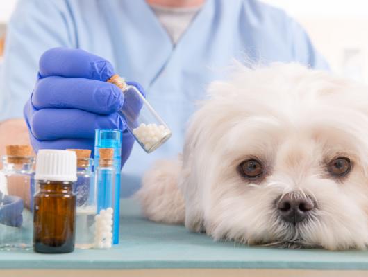 Lidské léky pro psy a kočky. Ano, nebo ne?