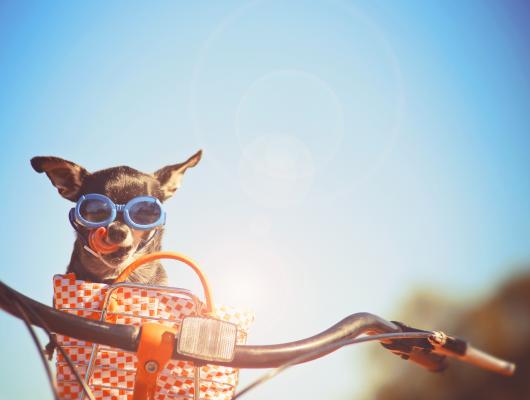 7 tipů, jak ochránit psa a kočku před letními vedry