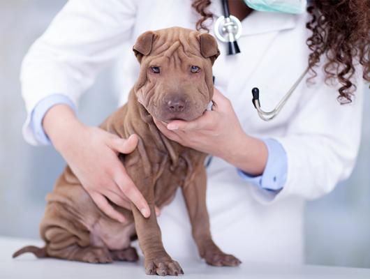 Těšíme se na štěňátka: porod feny od A do Z