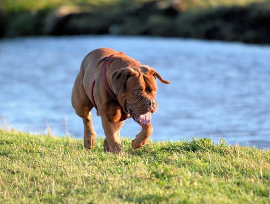Víte, jak se chovat v psím parku?  Mini etiketa vám napoví