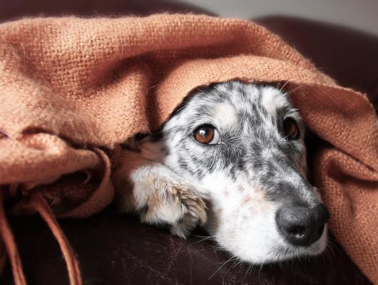 Nejčastější příčiny kašle u psa a kočky: jak poznáte, že má mazlíček problém