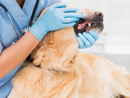 Nepodceňujte péči o zuby vašeho čtyřnohého parťáka!
