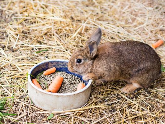 Krmení králíčka: kompletní průvodce