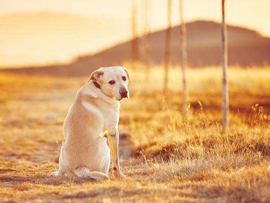 Letní vedra: jak pomoci psovi při přehřátí a úpalu 