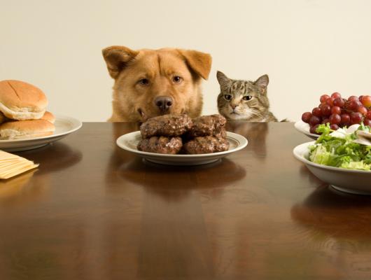 7 příčin hubnutí psa a kočky - mohou za to zuby, stres, ale i rakovina