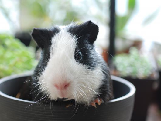 Jdeme vybírat hlodavce do zverimexu. Na co se máme zaměřit?