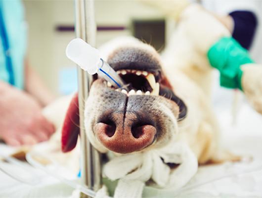 Nejčastější typy rakoviny a nádorů u psů – 1. část