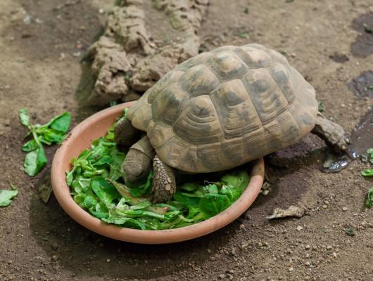 Jak na balkonový výběh pro želvu zelenavou