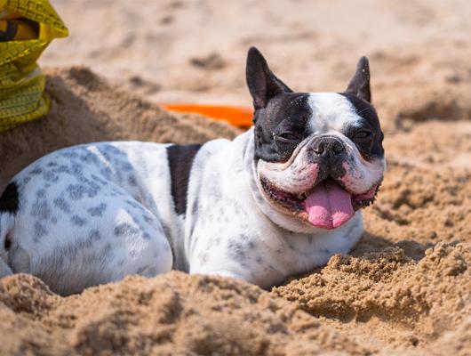 Hypertermie neboli přehřátí organismu! První pomoc psovi 