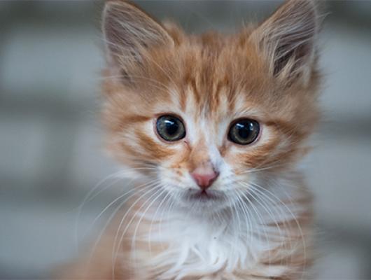 Osiřelé kotě z pohledu veterináře. Co vás čeká?