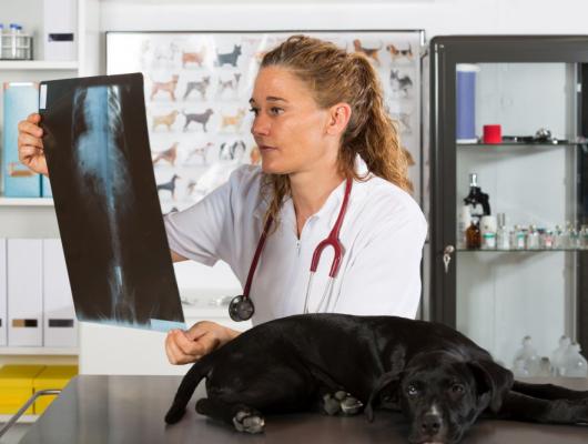 Nejčastější typy rakoviny a nádorů u psů – 2. část