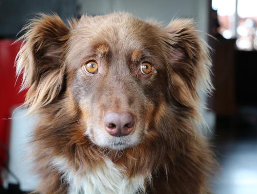 Zácpa a chronická zácpa u psa. Dostane ji snáz, než si myslíte