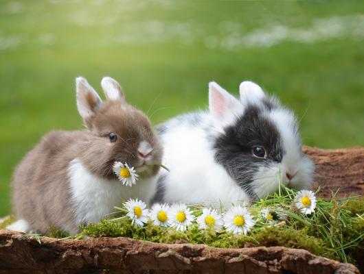 Zvláštnosti trávicího systému králíka: pojídáním bobků si zlepšuje trávení