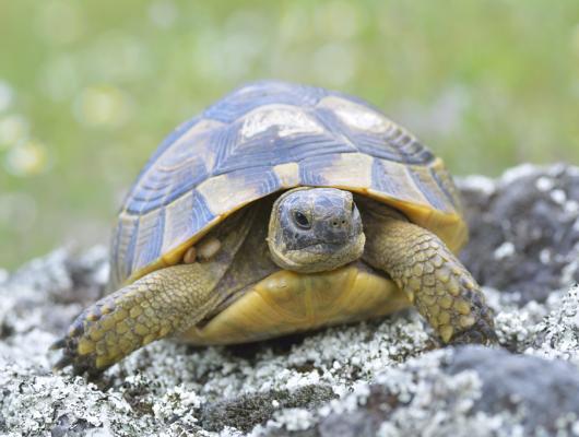 Co se suchozemskou želvou během dovolené? 