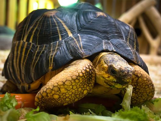 Může se suchozemská želva přehřát?
