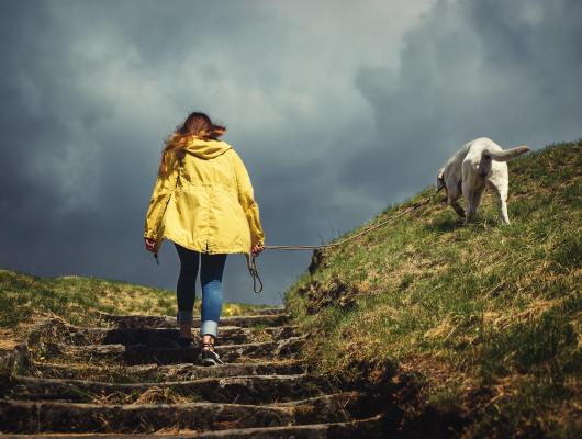 Jak zvládnout se psem letní bouřky? Pomůže trénink, pocit bezpečí i veterinární přípravky 