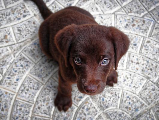 Srdeční červivost u psa: skryté nebezpečí v létě a na dovolené, je přenosné na člověka