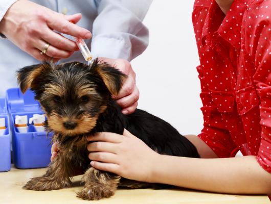 Očkování psů: kompletní průvodce, proti čemu psa nechat očkovat