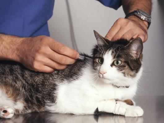 Očkování koček: proti jakým nemocem nechat kočku očkovat