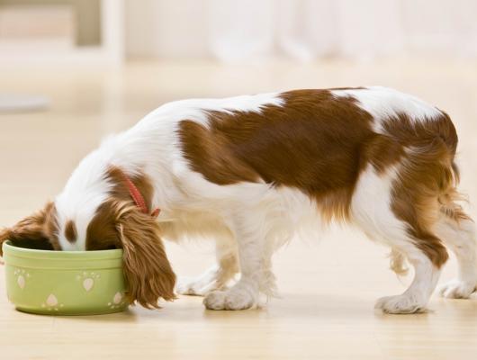 Pes nenasyta: 6 tipů, jak zvládnout psího Otesánka