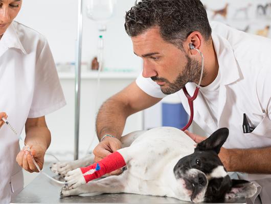 Proč váš mazlíček tloustne? Na vině mohou být paraziti i Cushingův syndrom 