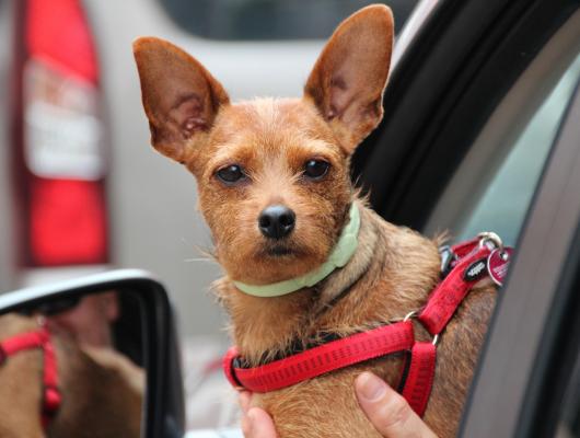 5 tipů, jak naučit psa zvyknout si na jízdu v autě