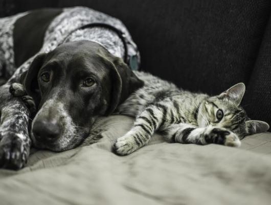 Očkování psů a koček: vakcinace není jen injekce