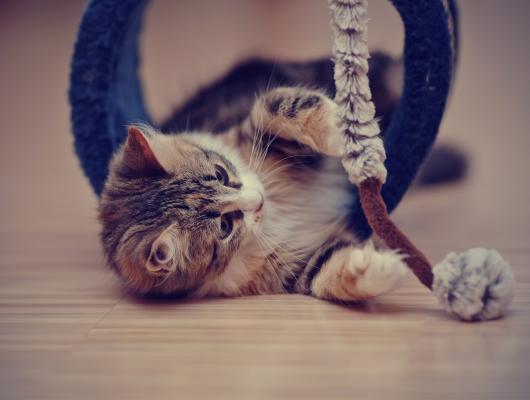 Jak zabránit kočičím rvačkám: pomůže výchova, trpělivost nebo kartón