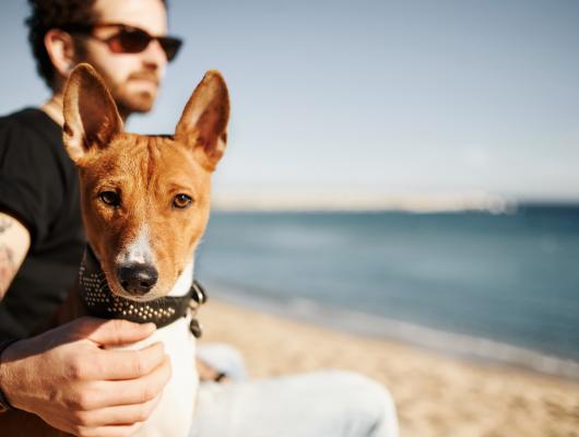 Cestujete se psem? Nechejte ho očipovat a vystavte mu pas