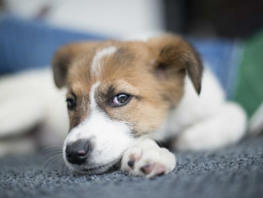 Bezpečné prázdniny: jak v pohodě cestovat se psem či kočkou