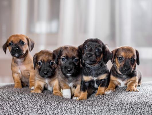 Jak pečovat o štěňata, která přišla o mámu nebo je máma odmítá